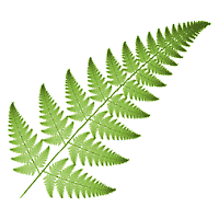 another fractal fern